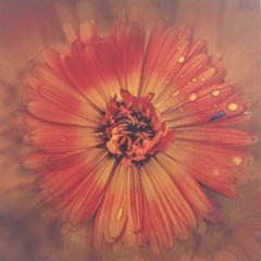 Mehrfachbelichtung Blume | Fotografie | 60 x 60 cm |Katalog-Nr.: 249