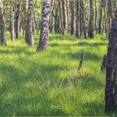 Birkenwald im Grasmeer | Fotografie | 70 x 140 cm | Katalog-Nr.: 227